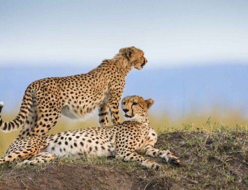 Africa in a single safari Experience? Tanzania it is.