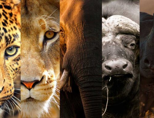 Big Five